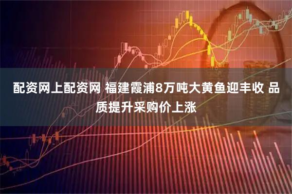 配资网上配资网 福建霞浦8万吨大黄鱼迎丰收 品质提升采购价上涨